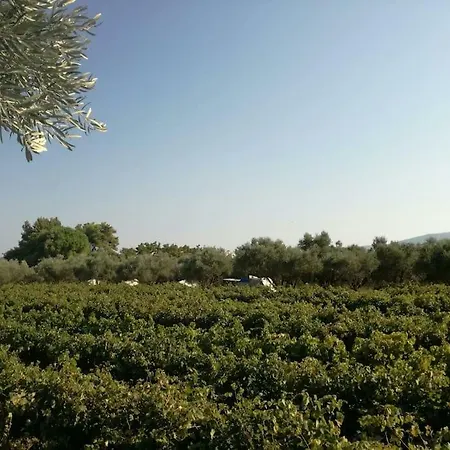 Terra Vine Collection - Fairytale * Koukounariá